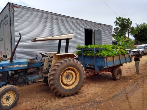 SOS Mata Atlântica e IPH realizam plantio de cerca de 20 mil mudas na Fazenda do Senhor Jesus